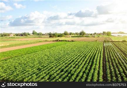 Aerial view of plantation landscape of green potato bushes. Agroindustry and agribusiness. European organic farming. Growing food. Growing care and harvesting. Beautiful countryside farmland.