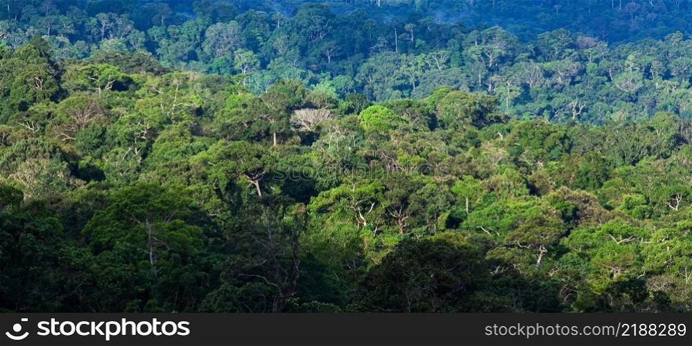 Aerial view of primeval tropical forest in the morning, sunrise shines onto green branches and twigs of ancient trees. Khao Yai National Park, Thailand, UNESCO World Heritage Site.
