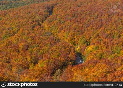 Aerial view of red leaf autumn fall season for Forest wodland in Aomori Tohoku Japan