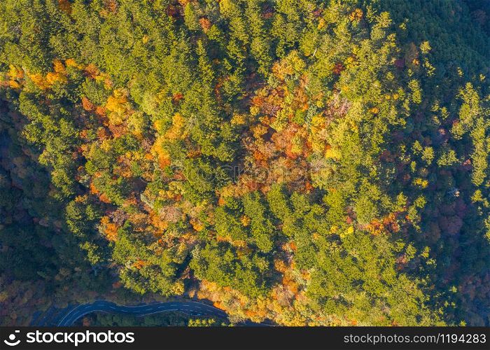 Aerial view of red maple leaves or fall foliage with branches in colorful autumn season in Kyoto City, Kansai. Trees in Japan. Nature landscape background. Top view.