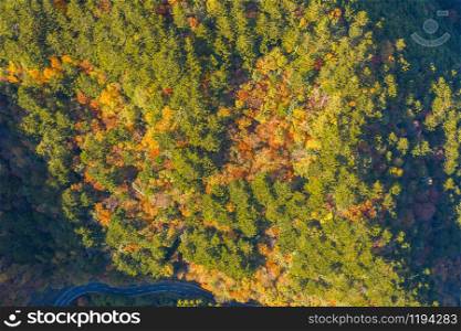 Aerial view of red maple leaves or fall foliage with branches in colorful autumn season in Kyoto City, Kansai. Trees in Japan. Nature landscape background. Top view.