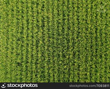 Aerial view of rice, agricultural fields in countryside of Taiwan in spring season. Rural area. Farm pattern natural texture background.