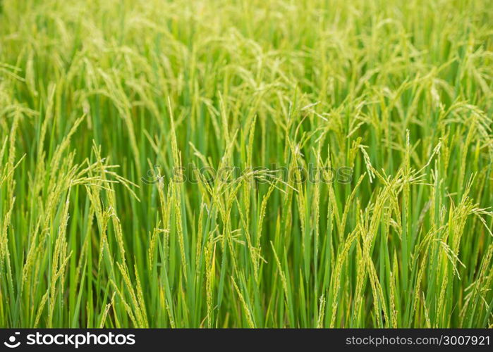 aerial view of rice field