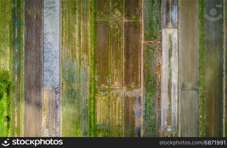 Aerial view of rice field in Thailand