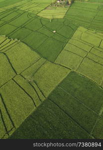 Aerial view of rice fields at day time,Bali,Indonesia