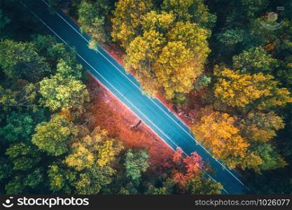 Aerial view of road in beautiful autumn forest at sunset. Colorful landscape with empty asphalt road, trees with red and yellow leaves. Highway in park. Top view. Nature. Autumn colors. Fall woods. Aerial view of road in beautiful autumn forest at sunset