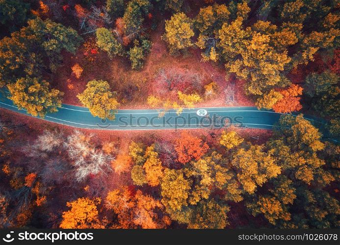Aerial view of road in beautiful autumn forest at sunset. Colorful landscape with empty road from above, trees with red, yellow and orange leaves. Top view of highway. Autumn colors. Fall woods. Aerial view of road in beautiful autumn forest at sunset
