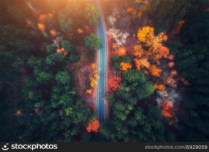 Aerial view of road in beautiful autumn forest at sunset. Beautiful landscape with empty rural road, trees with green, red and orange leaves. Highway through the park. Top view from flying drone
