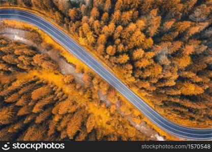 Aerial view of road in beautiful orange forest at sunset in autumn. Colorful landscape with roadway, pine trees in Carpathian mountains in fall. Top view from drone of winding road in Europe. Travel. Aerial view of road in beautiful forest at sunset in autumn