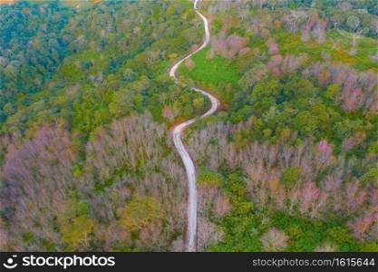 Aerial view of road street with sakura cherry flowers blossom trees of Phu Lom Lo national park, Phu Hin Rong Kla National Park, Thailand. Natural landscape background. Pink color in spring season.
