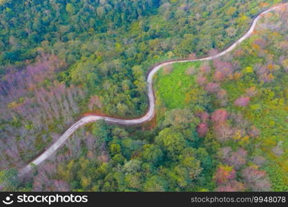 Aerial view of road street with sakura cherry flowers blossom trees of Phu Lom Lo national park, Phu Hin Rong Kla National Park, Thailand. Natural landscape background. Pink color in spring season.