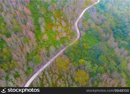 Aerial view of road street with sakura cherry flowers blossom trees of Phu Lom Lo national park, Phu Hin Rong Kla National Park, Thailand. Natural landscape background. Pink color in spring season.