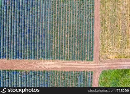 Aerial view of roads between lavender fields. Agriculture drone shot. Ecology agriculture, growing plants on big land. Abstract view