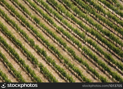 Aerial view of rows of vines in a vineyard producing Chilean wine near Santa Cruz in the Colchagua Valley in central Chile, South America.