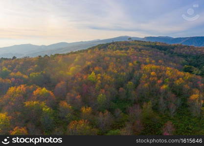 Aerial view of sakura cherry flowers blossom trees of Phu Lom Lo national park, Phu Hin Rong Kla National Park, Thailand. Natural landscape background. Pink color in spring season.