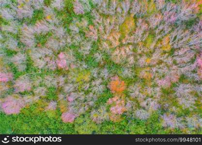 Aerial view of sakura cherry flowers blossom trees of Phu Lom Lo national park, Phu Hin Rong Kla National Park, Thailand. Natural landscape background. Pink color in spring season.