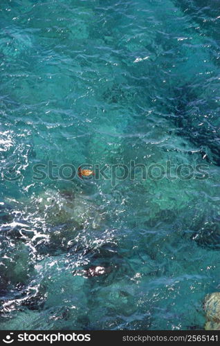 Aerial view of sea turtle swimming in tropical Hawaiian water.