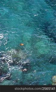 Aerial view of sea turtle swimming in tropical Hawaiian water.