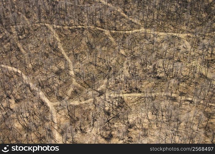 Aerial view of several dirt roads intersecting in wooded area with bare trees in Pennsylvania.