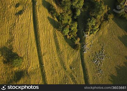 Aerial view of sheep on farming land