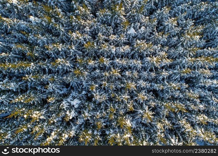 Aerial view of snow covered coniferous forest. Plenty of spruces in sunlight.