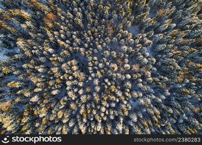 Aerial view of snow covered coniferous forest. Plenty of spruces in sunlight.