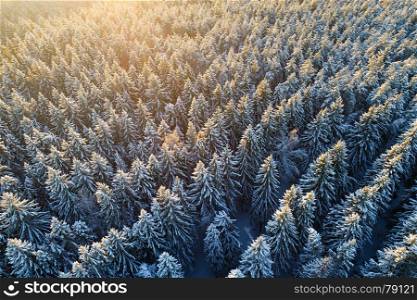 Aerial view of snow covered fir forest. Rows of spruces in sunlight.