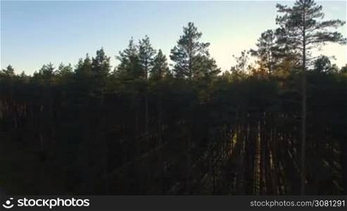 Aerial view of sunlight over trees in a pine forest at sunset.