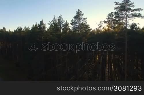 Aerial view of sunlight over trees in a pine forest at sunset.
