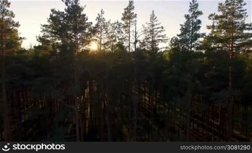 Aerial view of sunlight over trees in a pine forest at the summer sunset. 2 parts in 1 pack