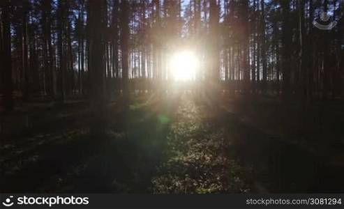 Aerial view of sunlight through the trees in pine forest at sunset