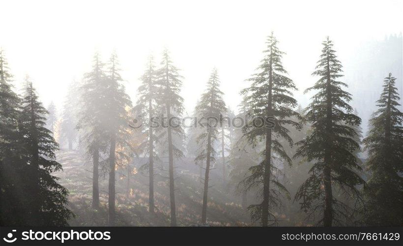 Aerial view of the beautiful autumn forest at sunset with green pine trees