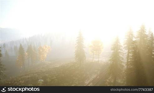 Aerial view of the beautiful autumn forest at sunset with green pine trees