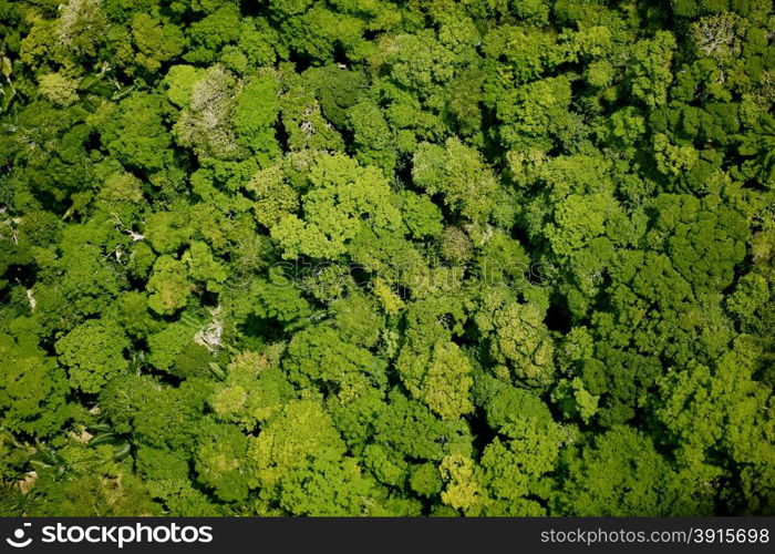 Aerial view of the forest