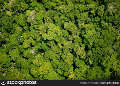 Aerial view of the forest