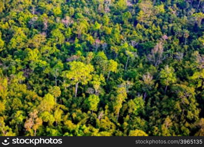 Aerial view of the forest