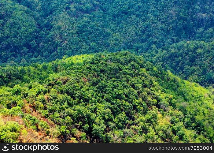 Aerial view of the forest