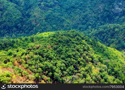 Aerial view of the forest