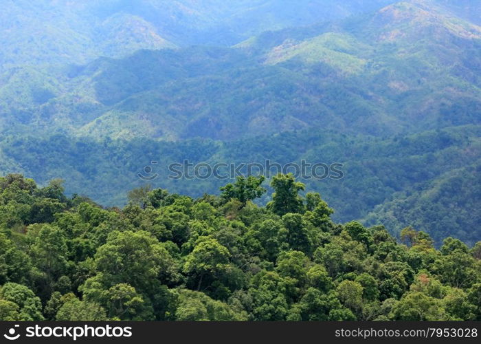 Aerial view of the forest