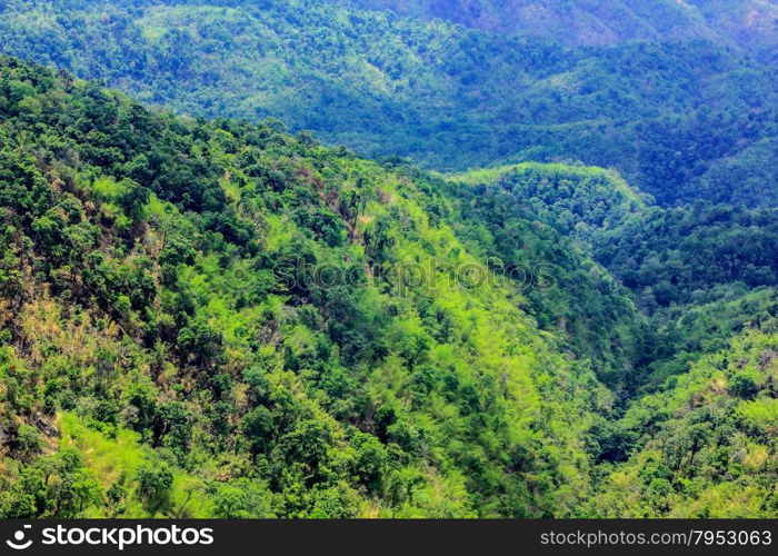 Aerial view of the forest