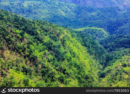 Aerial view of the forest