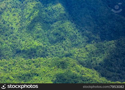 Aerial view of the forest