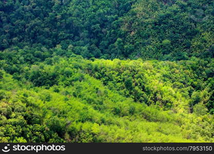 Aerial view of the forest