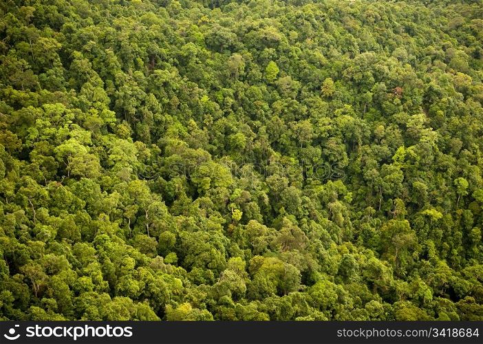 Aerial view of the forest / jungle canopy