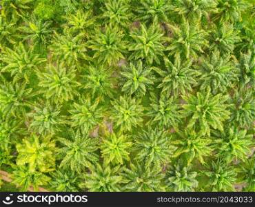 Aerial view of the palm tree green fields nature agricultural farm background, Top view palm leaves from above of crops in green, Bird&rsquo;s eye view tropical tree plant