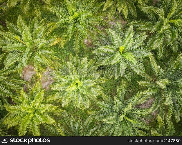 Aerial view of the palm tree green fields nature agricultural farm background, Top view palm leaves from above of crops in green, Bird&rsquo;s eye view tropical tree plant