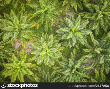 Aerial view of the palm tree green fields nature agricultural farm background, Top view palm leaves from above of crops in green, Bird&rsquo;s eye view tropical tree plant