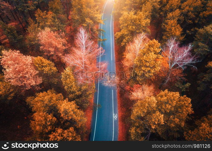 Aerial view of the road in beautiful autumn forest at sunset. Top view of perfect asphalt roadway, trees with orange foliage in fall. Colorful landscape with highway through the woodland. Travel. Aerial view of the road in beautiful autumn forest at sunset