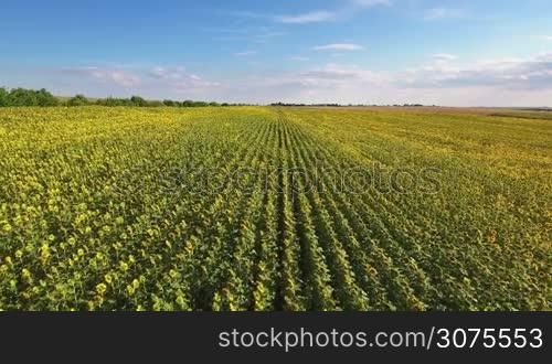 Aerial view of the sunflower field in summer day with clouds on blue sky.