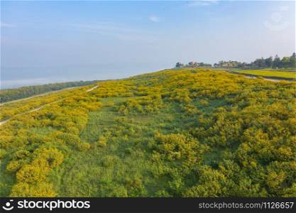 Aerial view of Tree Marigold or yellow flowers in national garden park and mountain hills with blue sky in Lumpang province, Thailand. Nature landscape background in travel trip and vacation concept.